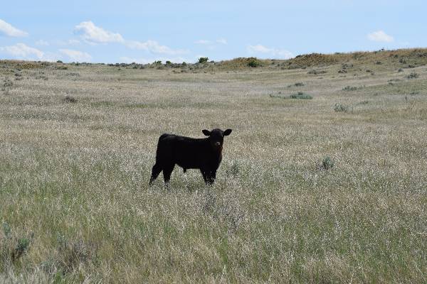 grassland calf